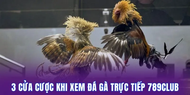 Đá Gà Trực Tiếp 789Club Cuốn Hút Kèo Xanh Chín Mỗi Ngày 3 3 cửa cược khi theo dõi trực tiếp đá gà