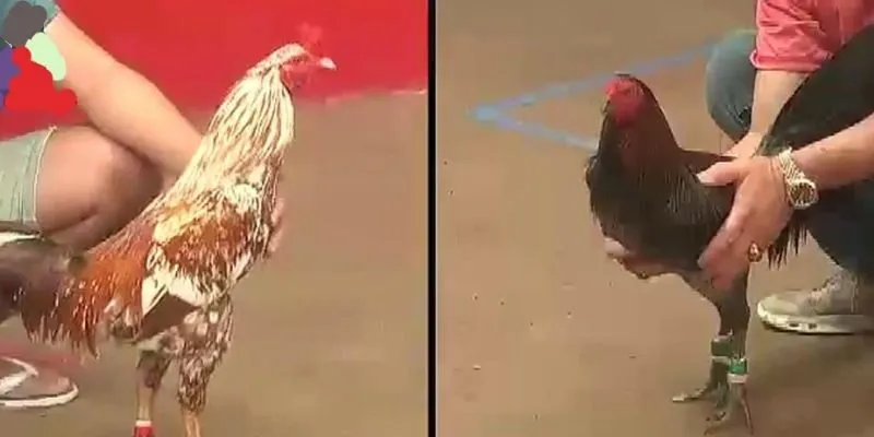 Bí quyết huấn luyện gà chiến thắng lớn khi đá gà đòn