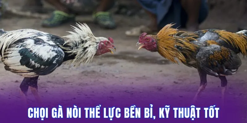 Đá Gà Trực Tiếp 789Club Cuốn Hút Kèo Xanh Chín Mỗi Ngày 2 Chọi gà nòi thể lực bền bỉ, kỹ thuật tốt