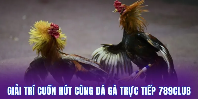 Đá Gà Trực Tiếp 789Club Cuốn Hút Kèo Xanh Chín Mỗi Ngày 1 Giải trí cuốn hút cùng đá gà trực tiếp 789club